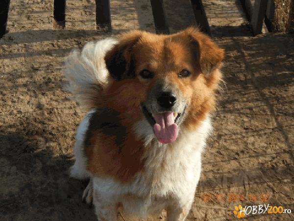 Richard pentru adoptie reala/virtua