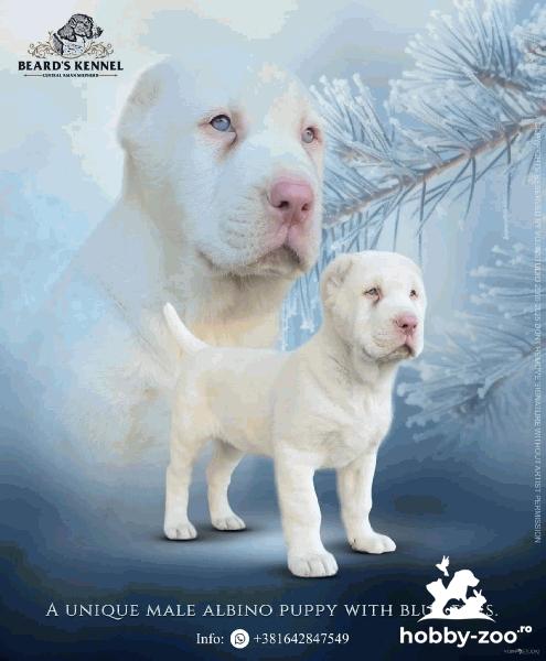 Câine Ciobănesc din Asia Centrală ALBINO cățeluș
