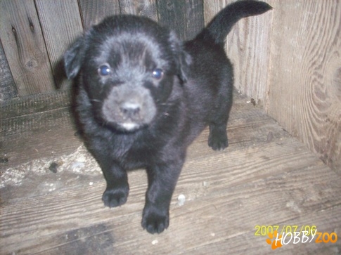 labrador de vanzare