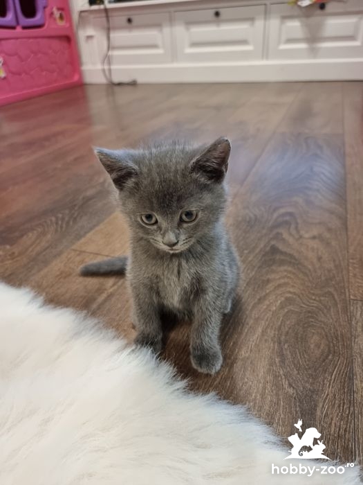 Pisoi british shorthair cu pedigree
