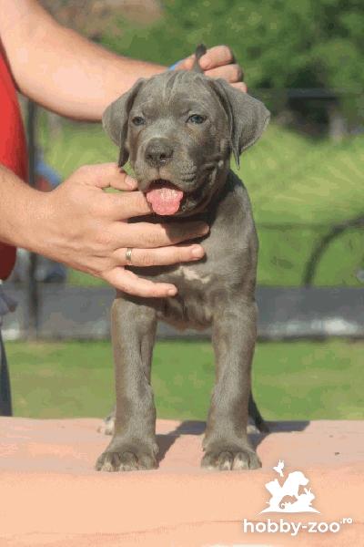 Pui Cane Corso de vânzare