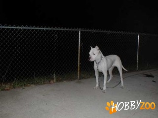dog argentinian de paza