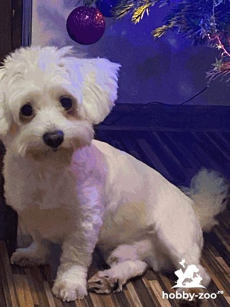 MONTA(IMPERECHERE)BICHON MALTEZ