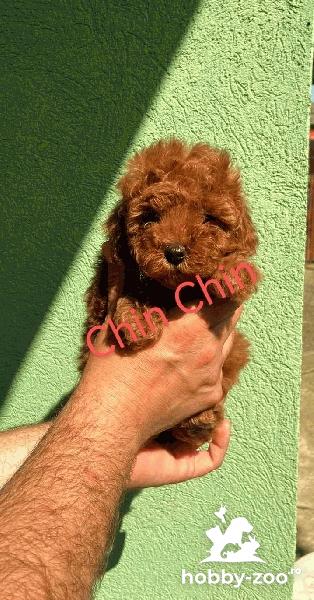 POODLE ROȘU cățeluși