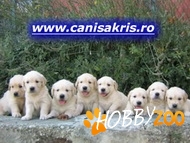 Catei Golden si Labrador Retriever