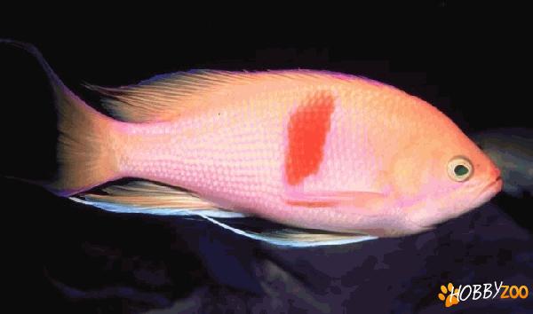 Pesti Redbar anthias