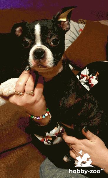 Boston terrier femele 