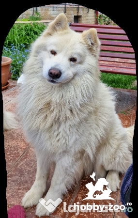 Ofer monta mascul samoyed