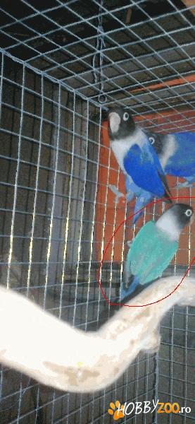 Vand, Agapornis personata blue masc