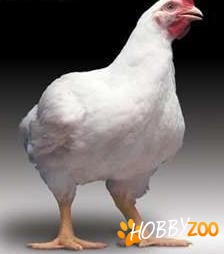 pui de carne Ross 308