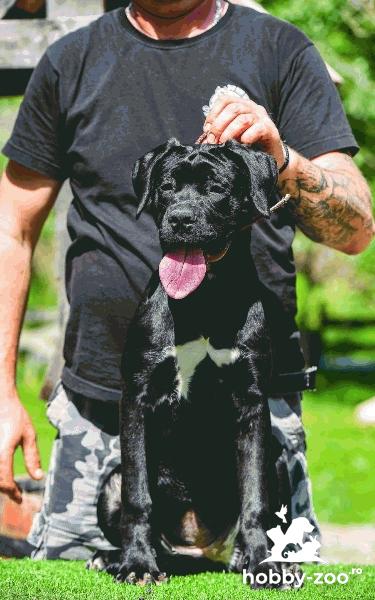 Cane Corso catelusa femela
