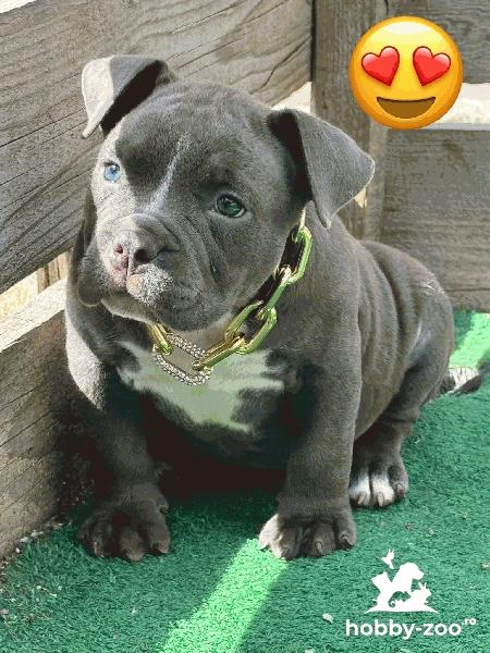 American bully pocket