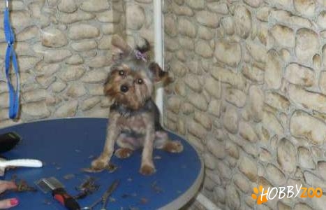 Frizerie cosmetica canina