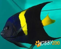 Pesti exotici Asfur angelfish