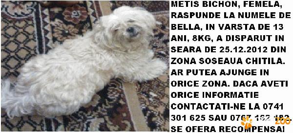 Catelusa pierduta - Bucuresti