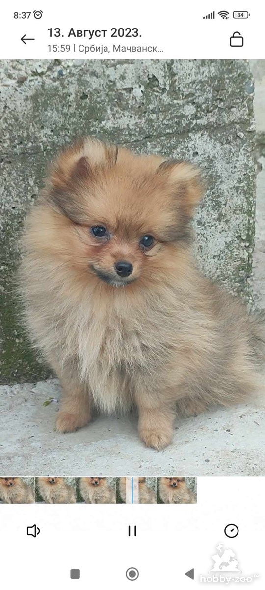 Spitz pomeranian cățeluși