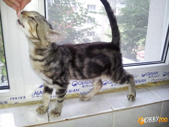 Donez American Shorthair