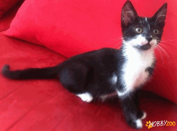 MILY  - afectuoasa, vaccinata
