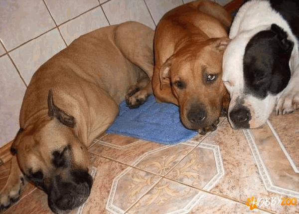 servicii de plimbare caini