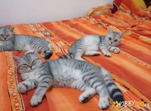 British shorthair chinchila alb 