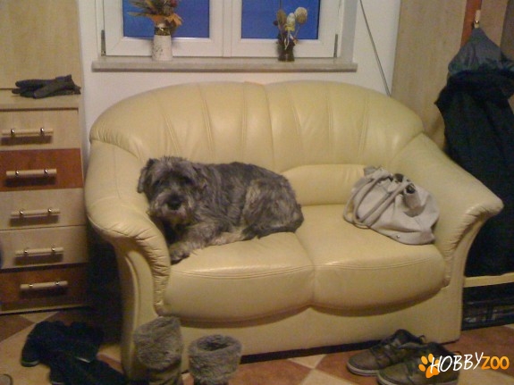 Pierdut Schnauzer mijlociu