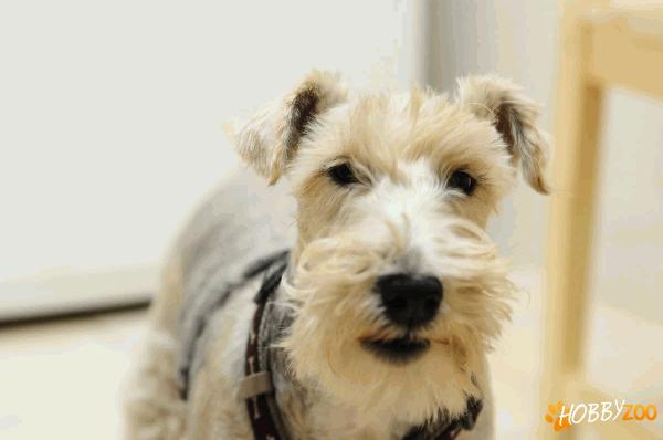 Pierdut Fox Terrier, Bucuresti