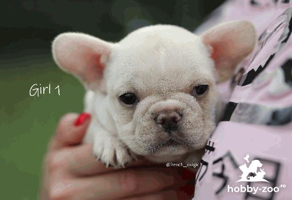 Buldog francez catelusi exotici
