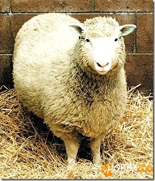 Minerale pentru ovine