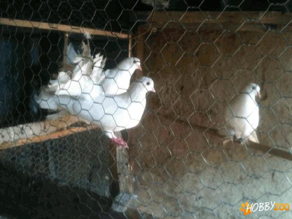 porumbei de rasa in pereche