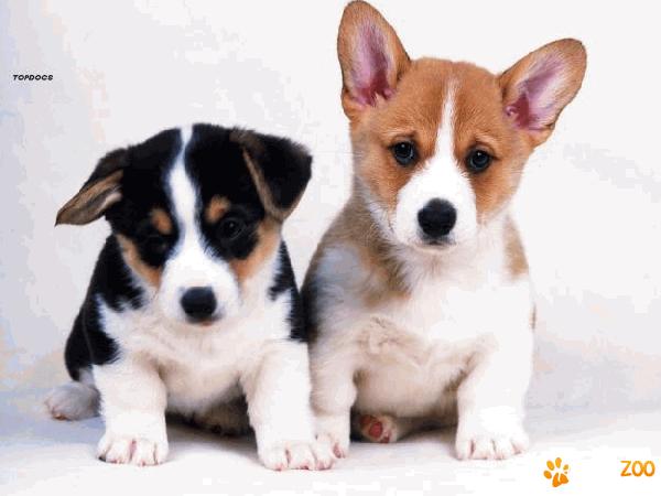 Welsh Corgi Cardigan 