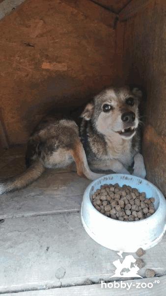 Cățelușă Cami scăpată din curte-10 dec zona Făinari-Lizeanu