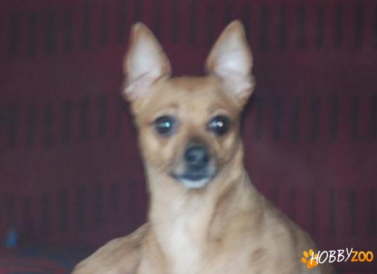 donez femela pinscher pitic maro