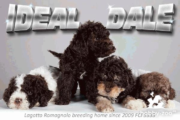 Lagotto Romagnolo – pui cu pedigree, temperament echilibrat 