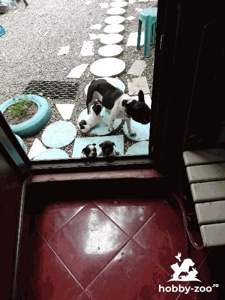 PUI BULDOG FRANCEZ(RASA PURA) 2LUNI