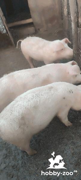 Grasuni de vânzare detalii tel