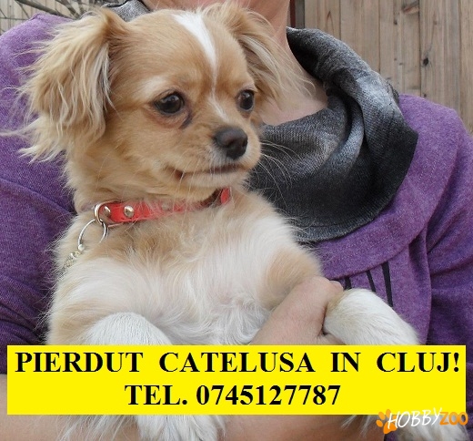 Pierdut catelusa in cluj! 
