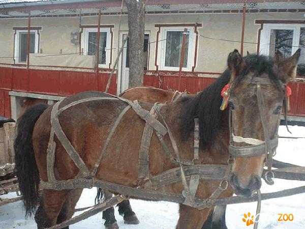 vand manz semigreu bland