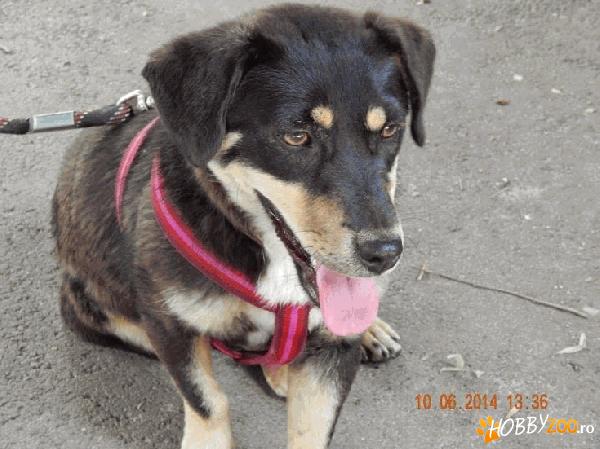 Lucy, talie mica spre medie