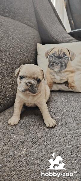 Buldog francez merle
