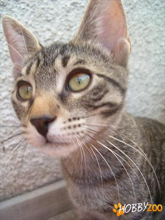 adoptie motanel tigrat