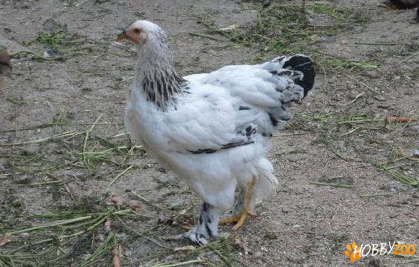Gaini si iepuri de rasa