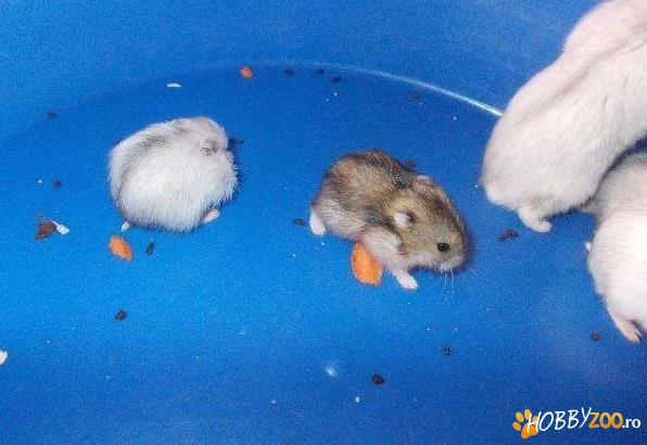 Vand doi pui hamsteri roborovski