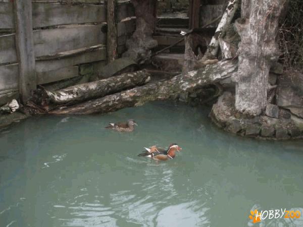 rate mandarin carolin salbatice