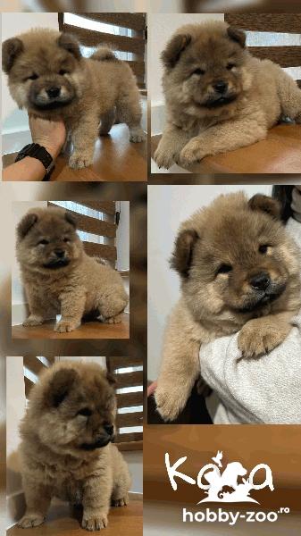 Cățeluși Chow Chow de vânzare
