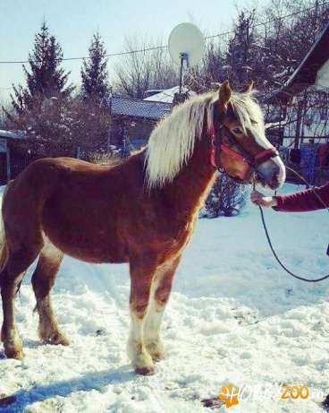 Armăsar semigreu romanesc 2 ani
