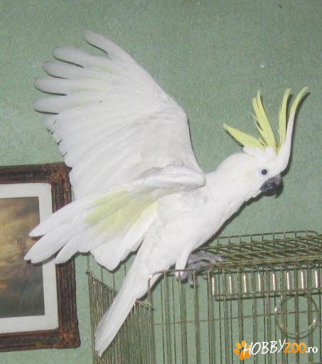 vand papagal cacadu vorbitor 