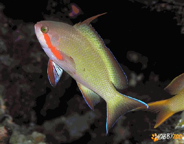 Pesti Threadfin anthias