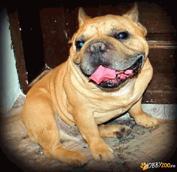 Imperechere Bulldog francez