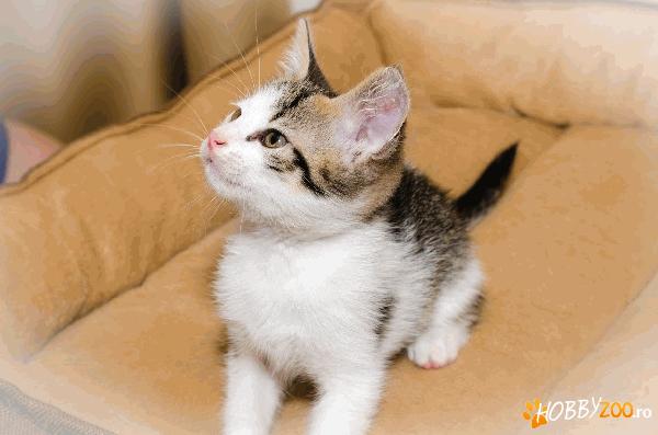 Ofer spre adoptie motanel