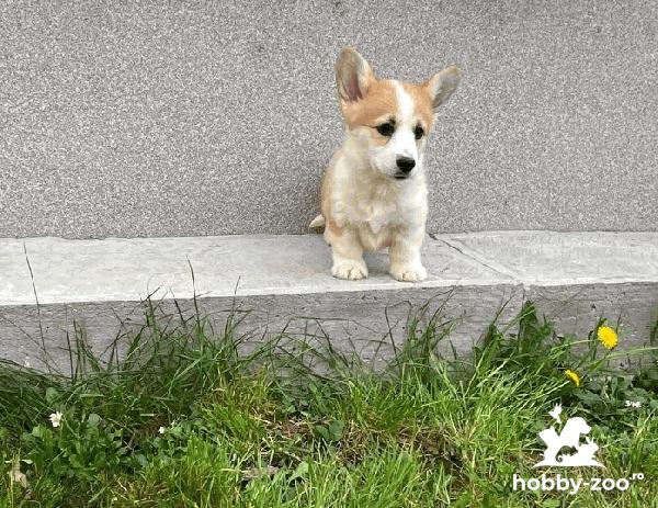 Welsh Corgi Pembroke cățeluși